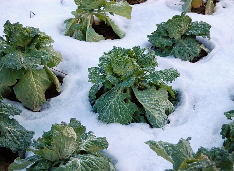 Cultiver son potager en hiver