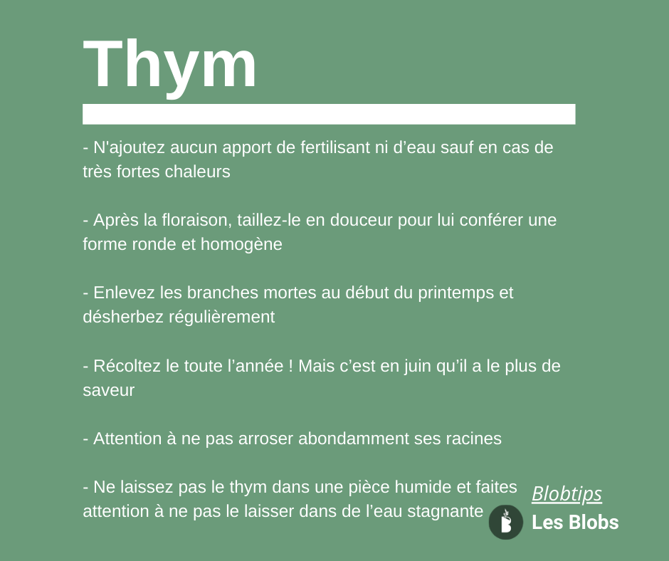 Copie de Template Alice 1