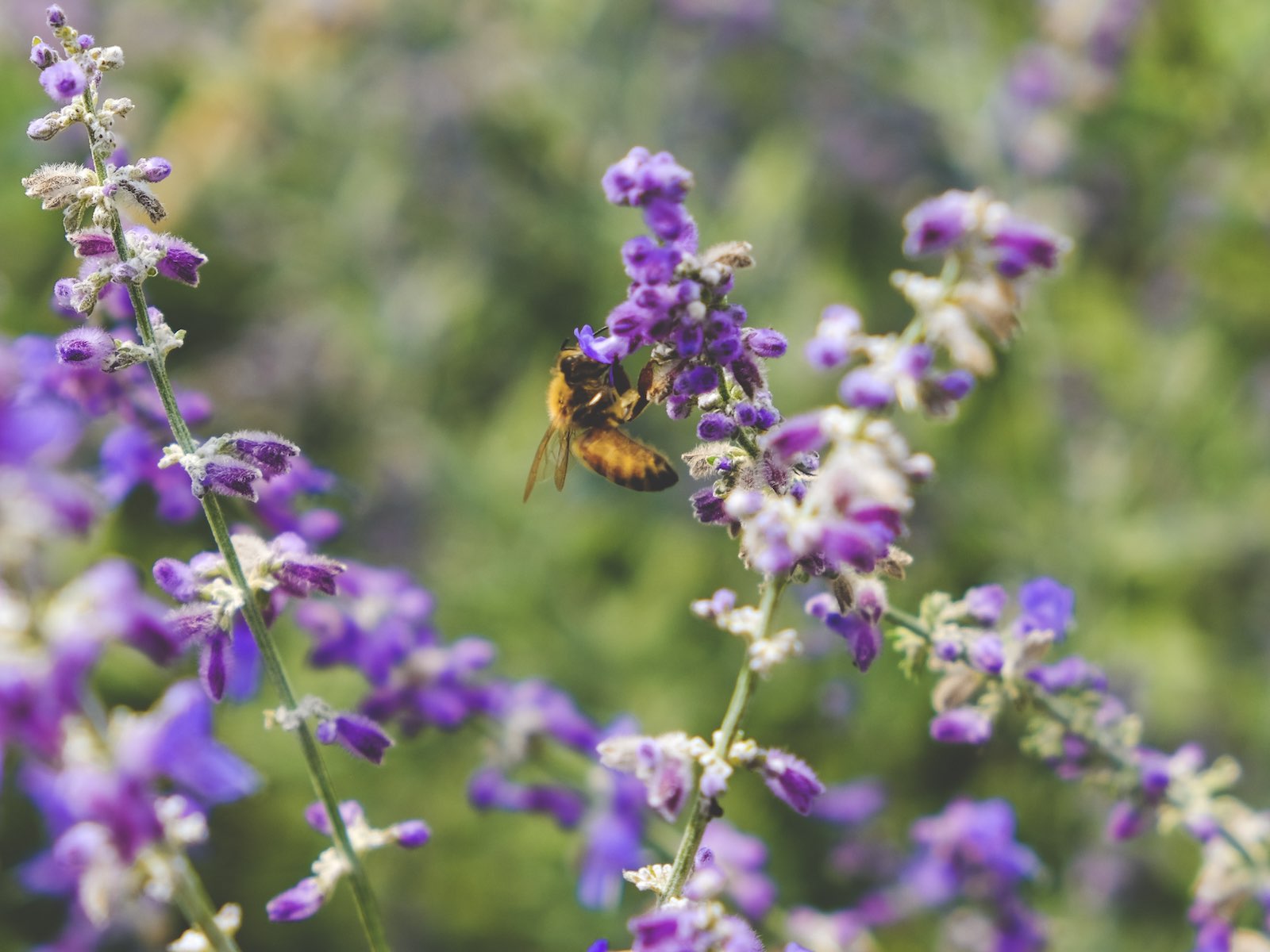 La biodiversité, star du jardin