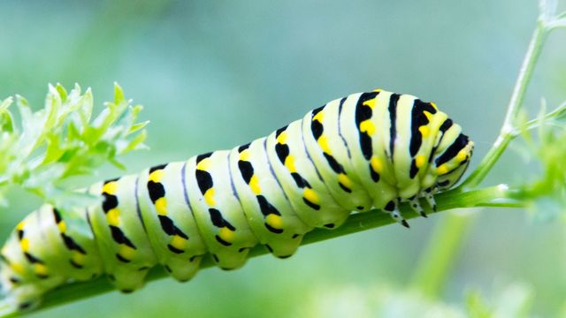 Lutter contre les chenilles