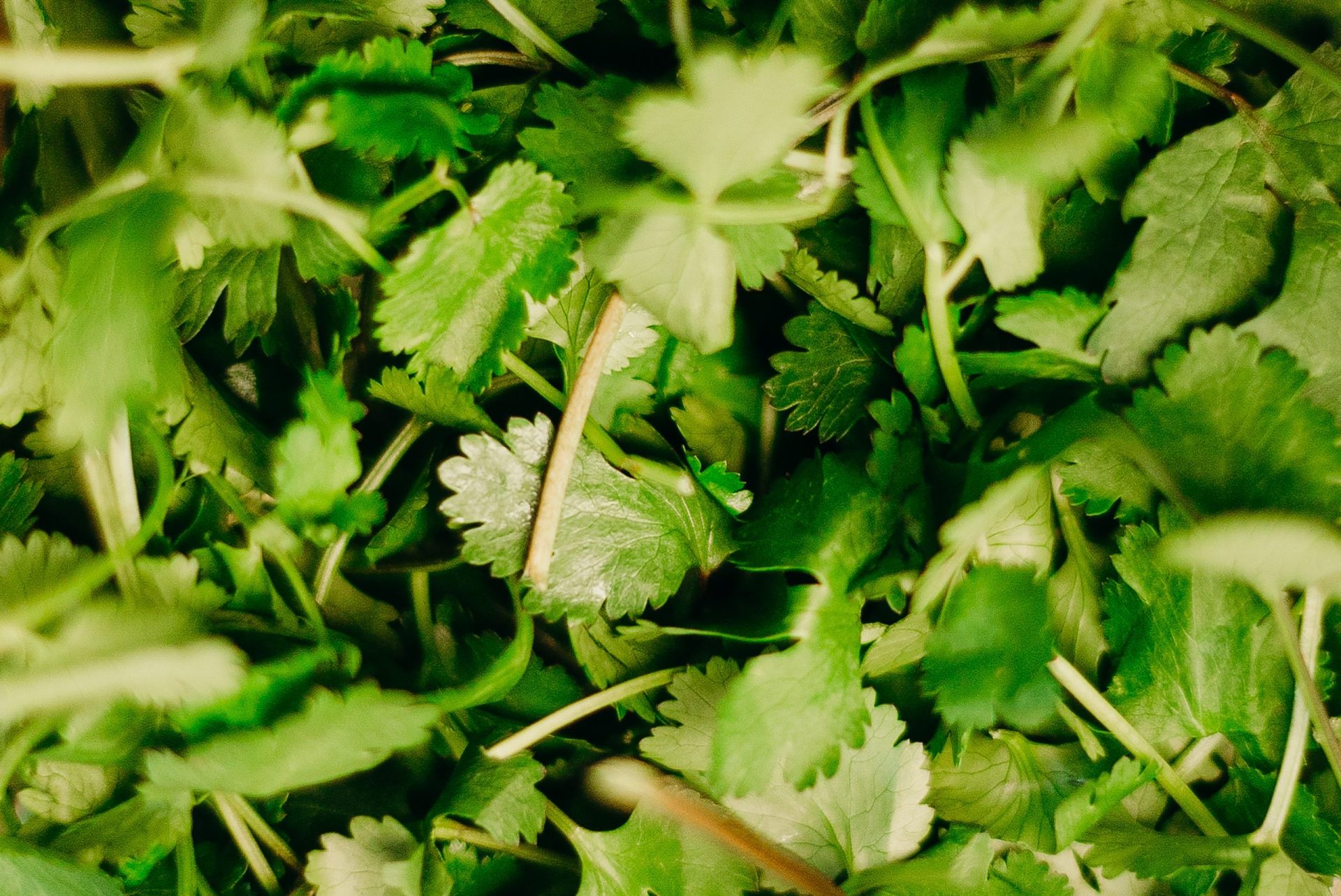 La culture du persil