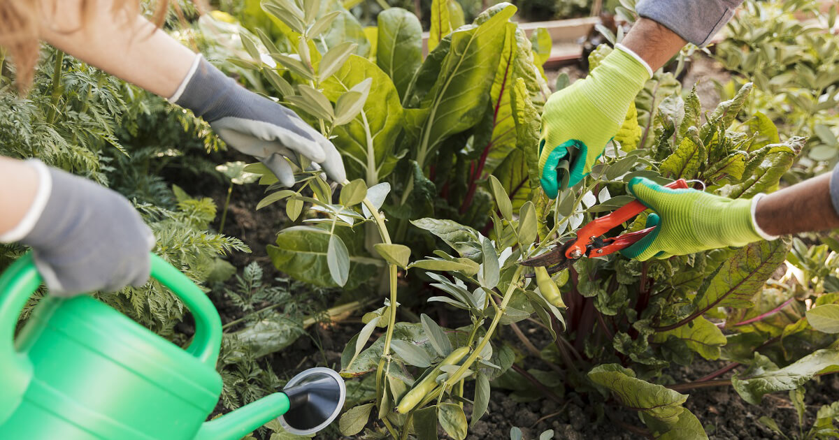 potagers collaboratifs