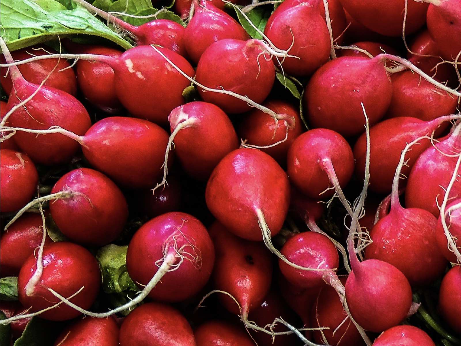 culture de printemps